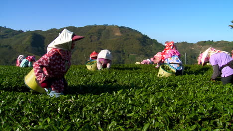 Lokale-Teepflücker-Arbeiten-Auf-Einer-Plantage-In-Taiwan
