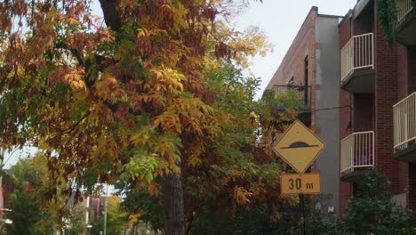 View-Of-Autumn-Leaves-On-Tree-Outside-Apartment-Building-In-Montreal
