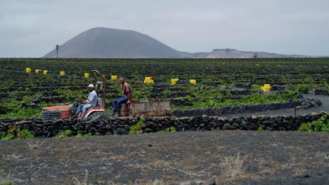 Landwirte-Fahren-Mit-Dem-Sattelzug-Im-Weinberg-Der-Bodegas-El-Grifo-Auf-Der-Insel-Lanzarote,-Spanien