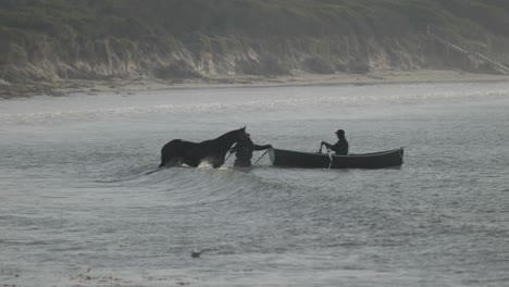 Race-horse-being-led-to-a-row-boat-for-training-walking-into-water-Warrnambool-Australia