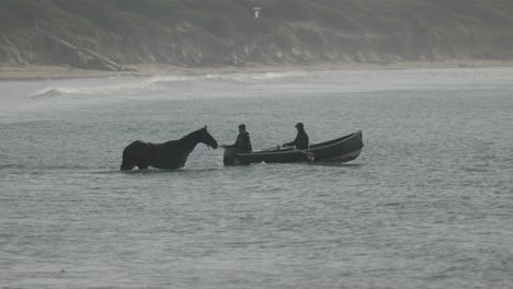 Race-horse-with-trainer-and-rower-in-water-Warrnambool-Australia