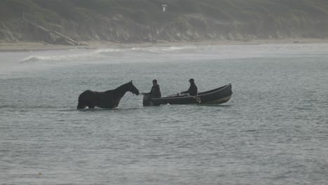 Rennpferd-Mit-Trainer-Und-Ruderer-Im-Wasser-Warrnambool-Australien