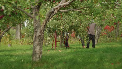 Verdeckte-Sicht-Durch-Zweige-Der-Familie,-Die-Auf-Dem-Obstgarten-Äpfel-Pflücken