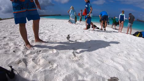 Menschen-Kommen-An-Einem-Weißen-Sandstrand-Der-Galapagos-Inseln-An