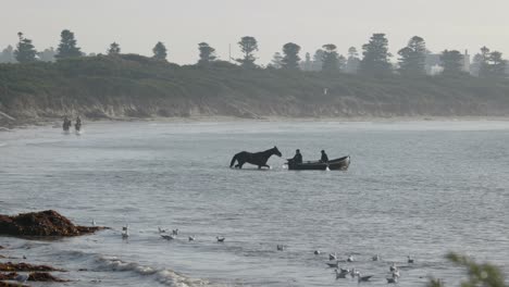 Wide-shot-of-Race-horse-training-swim-behind-row-boat-walking-into-water-Warrnambool-Australia