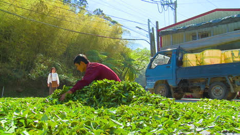 People-work-at-drying-process-of-fresh-green-tea-leaves-outside-factory