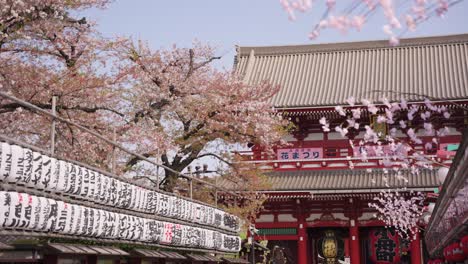 Sensoji-Temple-in-Spring,-Sakura-Blooming-During-Spring-Festival