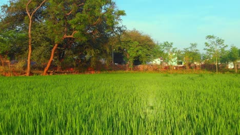 Eine-Verkleinerte-Aufnahme-Eines-Reisfeldes-In-Indien
