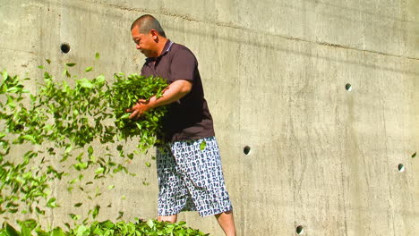Asian-adult-man-spreads-fresh-green-tea-leaves-to-dry