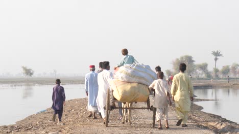 Blick-Hinter-Eine-Gruppe-Von-Menschen-Mit-Einer-Kuh,-Die-Einen-Holzkarren-Mit-Säcken-Durch-Die-überflutete-Landschaft-In-Sindh-Zieht