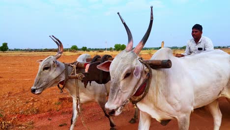 Ein-Mann,-Der-Auf-Einem-Ochsenkarren-In-Einem-Ländlichen-Bezirk-In-Indien-Fährt