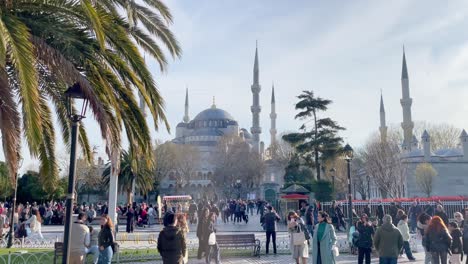 Beautiful-Istanbul-Scenery-with-Palm-Tree-in-Front-of-Blue-Mosque