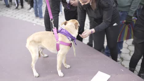 Un-Perro-Es-Parte-De-La-Marcha-Durante-El-Día-Internacional-De-La-Mujer.