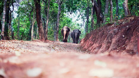 Asian-elephants-walking-on-jungle-dirt-road,-tourists-walking-behind