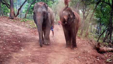 Elefante-Asiático-Arrojándose-Tierra-Mientras-Camina-Con-Turistas
