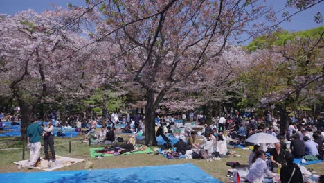 Picknicks-Und-Feiern-Auf-Sakura-Partys-Im-Yoyogi-Park