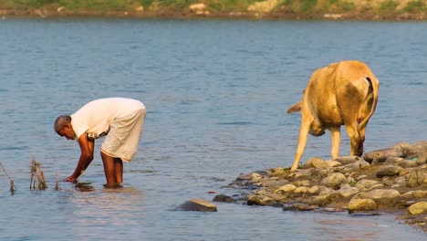 A-man-washing-in-a-river-while-a-cow-drinks-from-the-rocky-bank