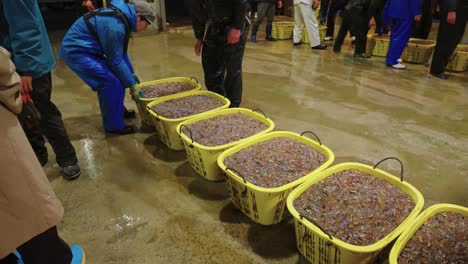 Captura-De-Calamar-Luciérnaga-Fresca-Presentada-En-El-Mercado-De-Pescado-De-Namerikawa.