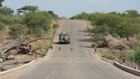 4x4-Fahrzeugfahrt-Auf-Der-Kruger-Park-Route-Mit-Affen,-Die-Die-Asphaltstraße-überqueren