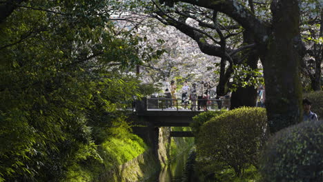 Slow-motion-shot-of-tourists-walking-over-a-bridge-in-Kyoto-looking-at-the-cherry-blossom