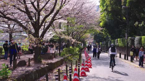 Japaner-Genießen-Das-Sonnige-Frühlingswetter-Und-Blühende-Sakura