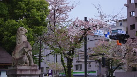 Frühling-In-Tokio-Entlang-Des-Yasukuni-Schreins-Und-Des-Kudan-Zaka-Hügels