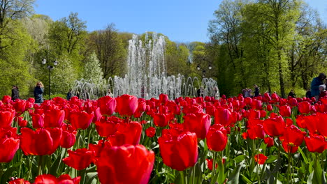 Rote-Tulpen-An-Einem-Tanzenden-Brunnen-In-Vilnius,-Schönheit-Des-Frühlings-In-Der-Hauptstadt-Litauens