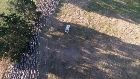 A-drone-films-from-above-as-sheep-surge-across-a-field-and-past-a-ute-that-is-herding-them