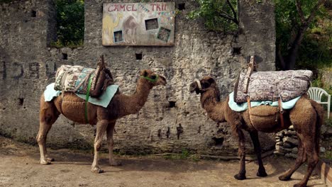 Zwei-Kamele-Erwarten-Touristen-Für-Ausritte-Durch-Die-Verlassene-Stadt-Kayakoy-In-Der-Türkei