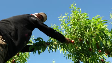 Man-picking-peach-from-natural-fresh-branch