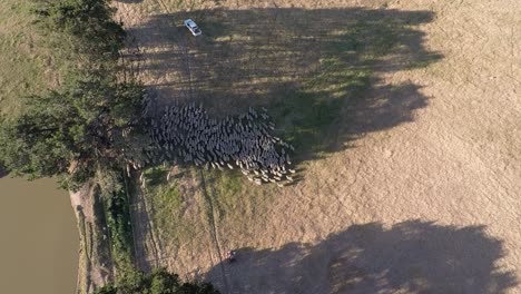 Sheep-flow-across-the-field-as-they-are-herded-between-a-utility-and-a-quad-bike