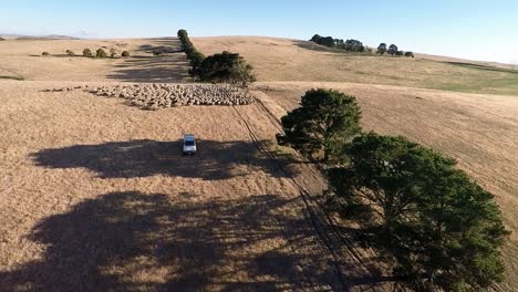 drone-captures-sheep-being-herded-over-a-hill-be-ute-and-quad-bike