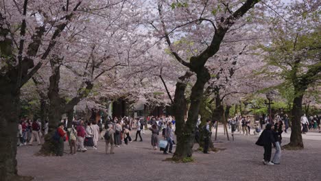 árboles-De-Sakura-En-Plena-Floración-En-El-Santuario-Yasukuni