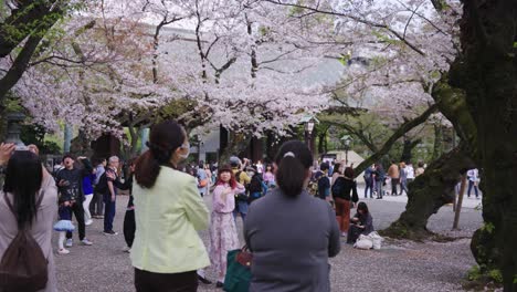 Hanami-En-El-Santuario-Yasukuni,-Primavera-En-Tokio-Mientras-La-Gente-Ve-Las-Flores