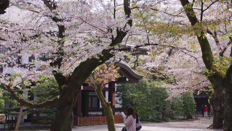 Japaner-Besuchen-Im-Frühling-Den-Sakura-Garten-Am-Yasukuni-Schrein