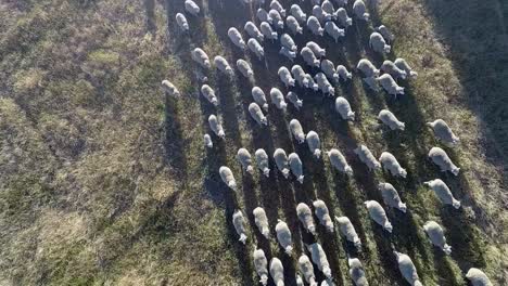Drone-films-as-lots-of-sheep-begin-to-run-across-a-field-in-NSW,-Australia