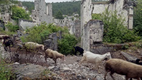 Ziegen-Und-Schafe,-Die-Von-Einem-Hirten-In-Den-Verlassenen-Dorfruinen-Von-Kayakoy-Getrieben-Werden