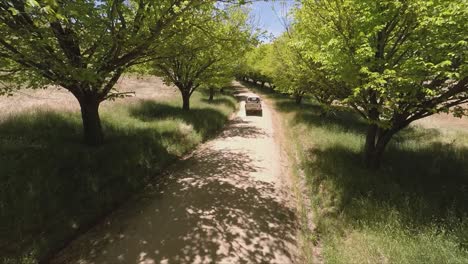 Drone-tracks-a-utility-from-behind-as-it-speed-along-a-tree-lined-dirt-road-in-outback-NSW