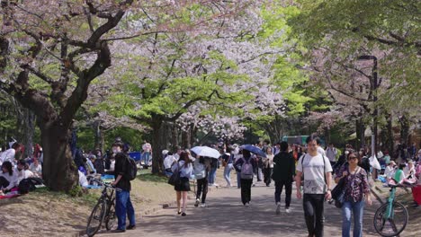 Hermoso-Día-De-Primavera-En-Japón,-Pétalos-De-Sakura-En-El-Aire-Del-Parque-Yoyogi