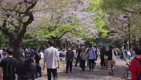 Los-Pétalos-De-Sakura-Caen-Sobre-Los-Picnics-Y-La-Gente-Cuando-Comienza-La-Temporada-De-Floración-De-Los-Cerezos-En-Primavera.