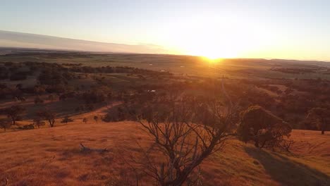 Bewegen-Sie-Sich-Nach-Oben,-Um-Den-Sonnenaufgang-über-Dem-Australischen-Busch-Zu-Sehen