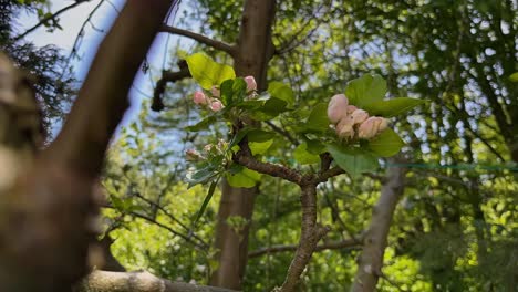 Timelapse-De-Una-Flor-De-Un-Manzano