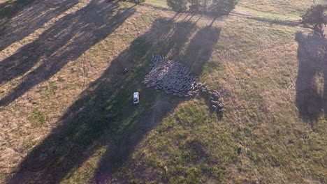 A-drone-films-Sheep-being-herded-across-a-field-by-a-utility-and-quad-bike