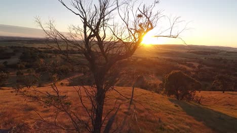 crane-down-dead-tree-with-sun-rising-in-background