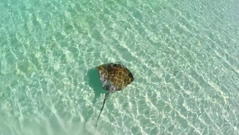 A-large-stingray-glides-through-clear-water-off-Heron-Island-as-the-camera-follows-it