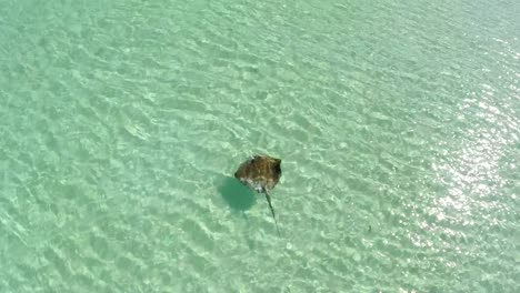 A-lone-stingray-swims-in-clear-waters