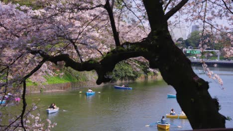 Sakura-Bäume-Blühen-Während-Einer-Romantischen-Ruderbootfahrt-In-Den-Imperial-Gardens