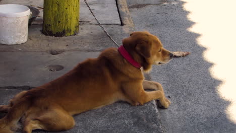 Perro-Triste-Abandonado-Atado-A-Un-Poste-Eléctrico-En-La-Calle,-Filipinas