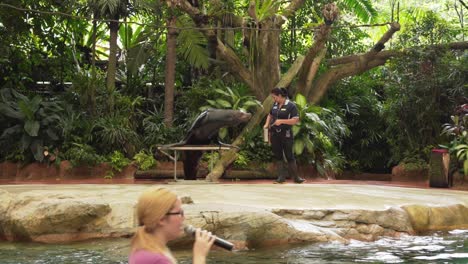 Walross-Klatscht-In-Die-Hände-Und-Wird-Vom-Tierpfleger-Singapur-Zoo-Show-Mit-Fisch-Gefüttert