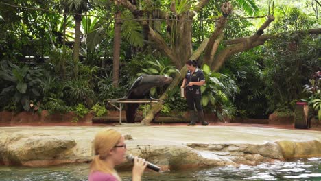 Morsa-Aplaudiendo-Siendo-Alimentada-Con-Peces-Por-El-Cuidador-Del-Zoológico-Show-Del-Zoológico-De-Singapur